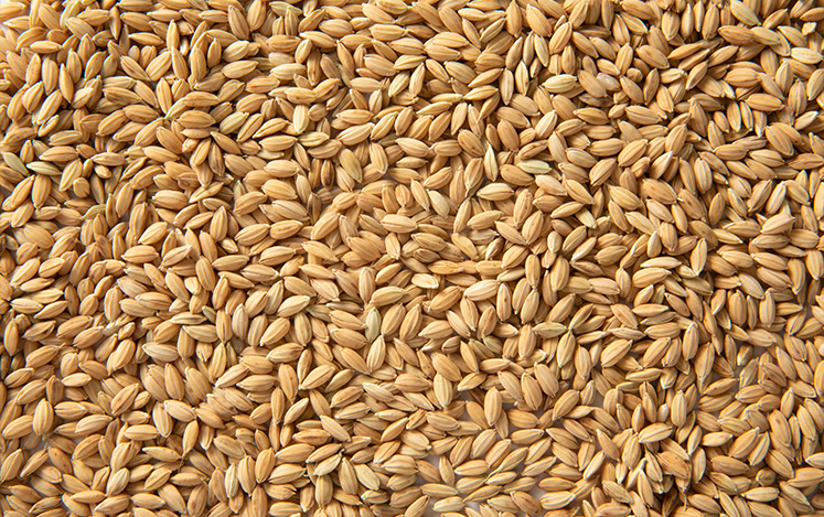 稻谷烘干加工厂能耗大难题，工业热泵来破解！